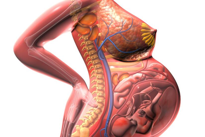 Tampilan anatomi rahim yang sedang tumbuh dan tekanan pada organ-organ di sekitarnya. Sumber: Getty Images