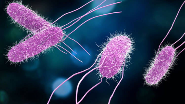 Apa itu salmonellosis? 3x bagaimana: bagaimana ia muncul, bagaimana ia memanifestasikan dirinya, bagaimana cara menghilangkannya?