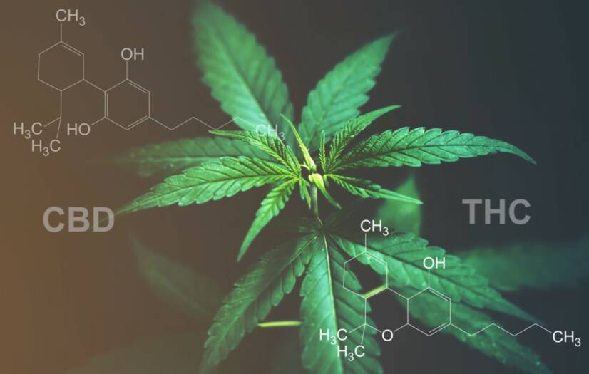 CBD versus THC: Apakah Anda tahu perbedaan efek dan kegunaannya?