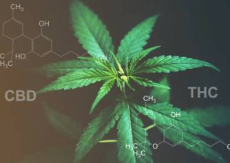 CBD versus THC: Apakah Anda tahu perbedaan efek dan kegunaannya?