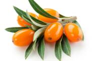 Apa saja manfaat kesehatan dari seabuckthorn? Bagaimana cara menanamnya?