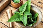 Lemon balm: mengapa penting, apa saja efeknya (+ Tumbuh)