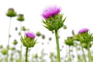 Milk thistle: Efeknya pada hati, kesehatan? Bagaimana cara menggunakan dan menumbuhkannya?